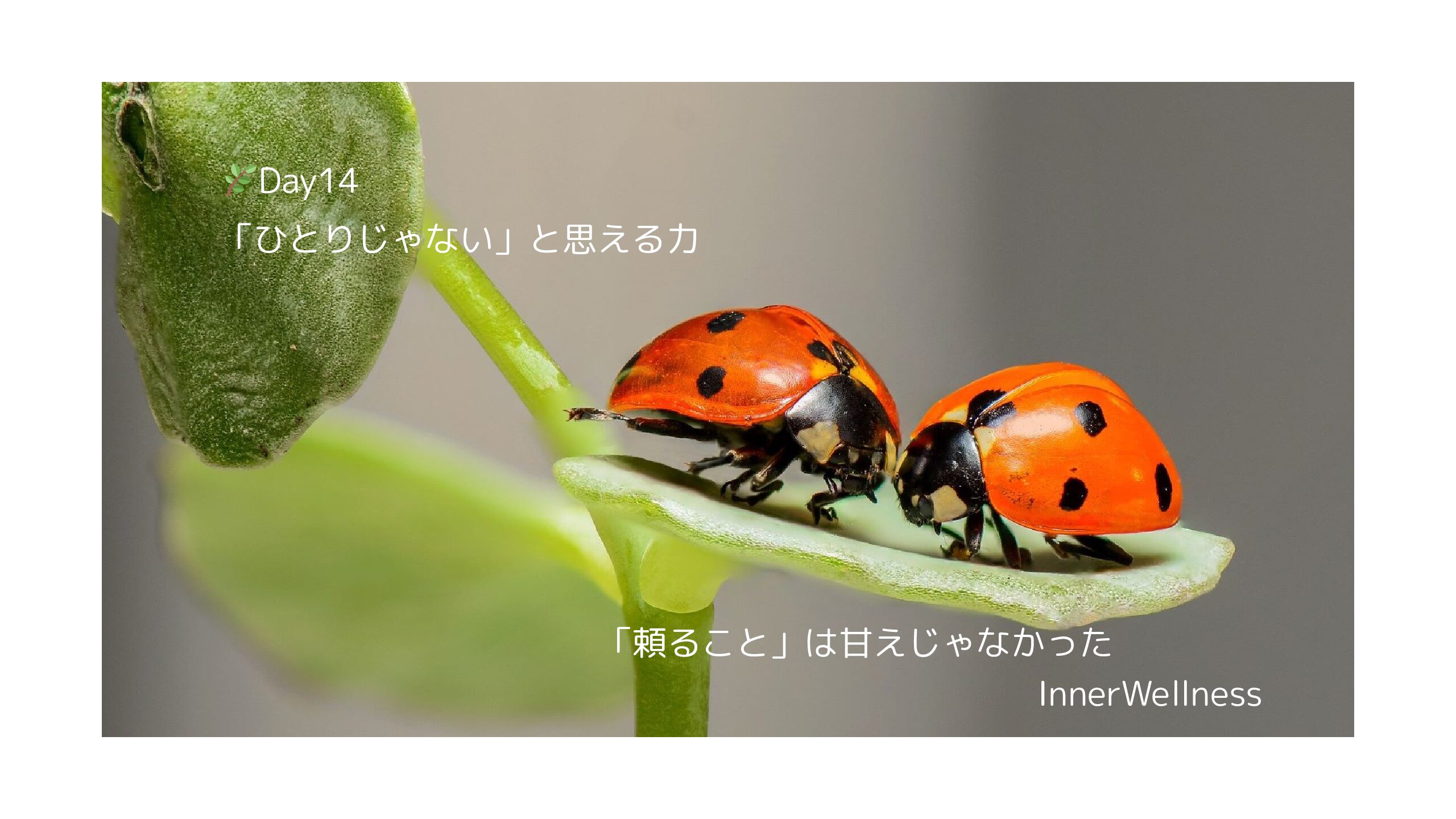 🌿Day14｜「ひとりじゃない」と思える力